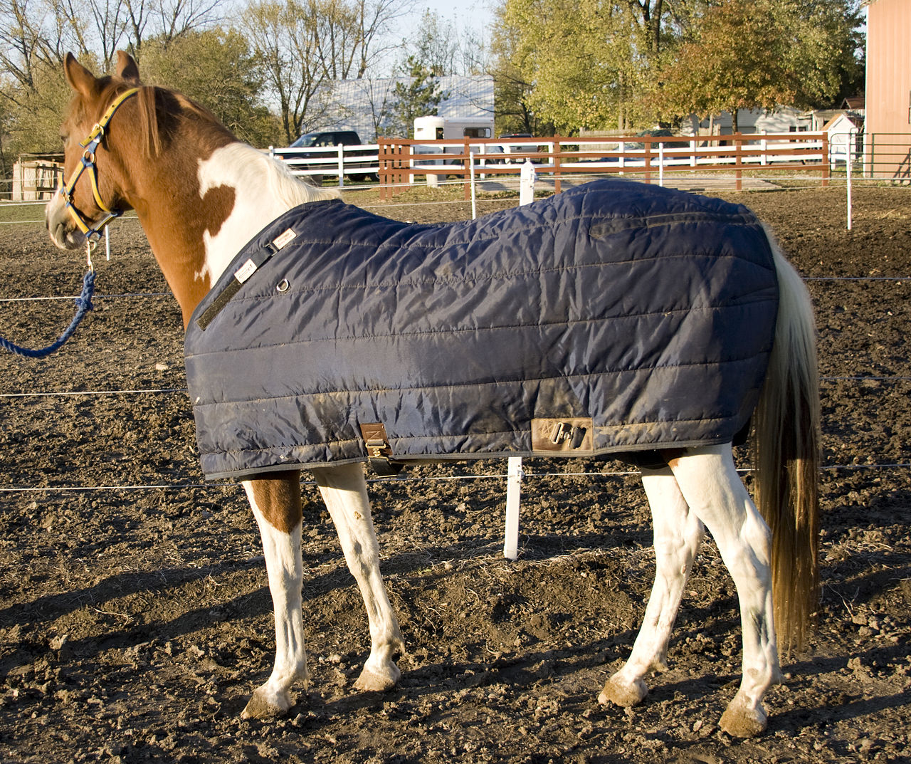 How to Choose the Right Turnout Rug for Your Horse Horse and Horses